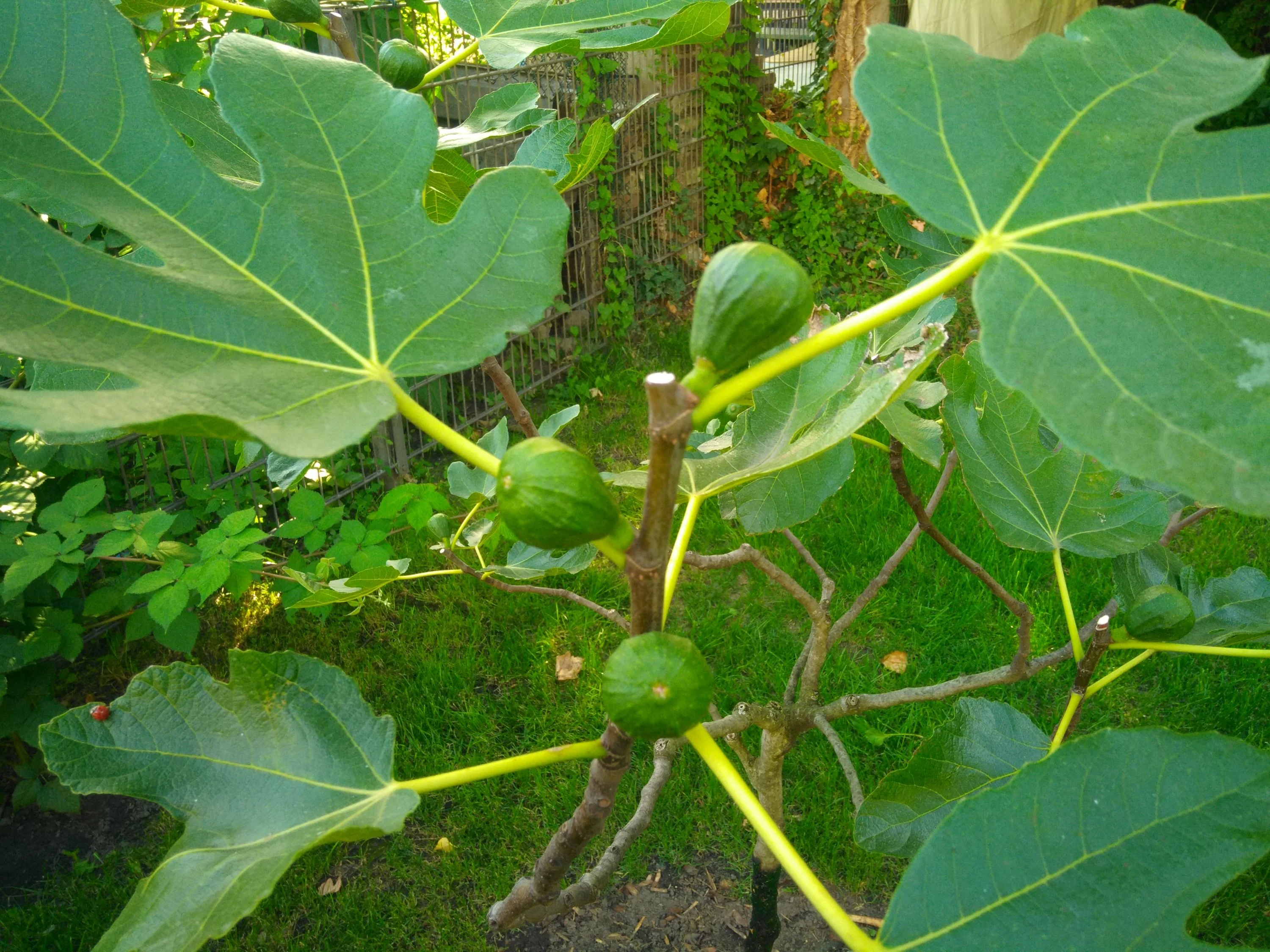 Feige wächst nicht weiter - Hausgarten.net