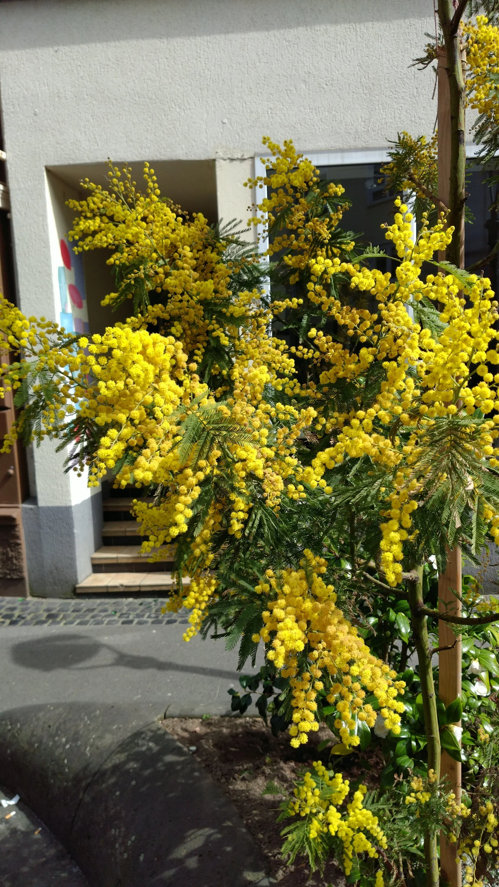 Strauch mit unendlich vielen gelben Blüten?