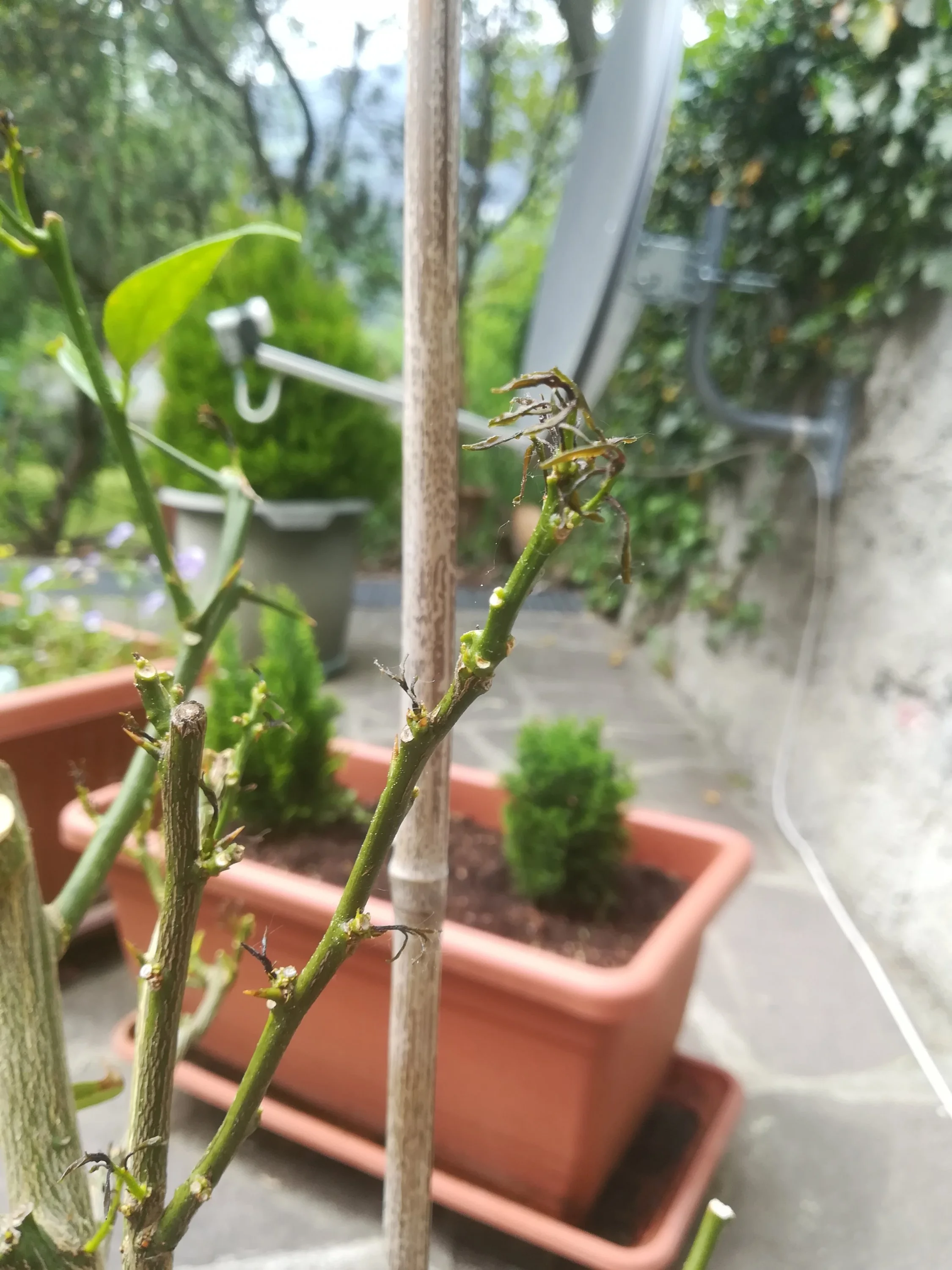 Verbrannte Triebe entfernen?