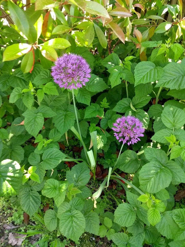 Gelöst [Kugellauch] Zwiebelige Pflanze mit lila Kugelblüten