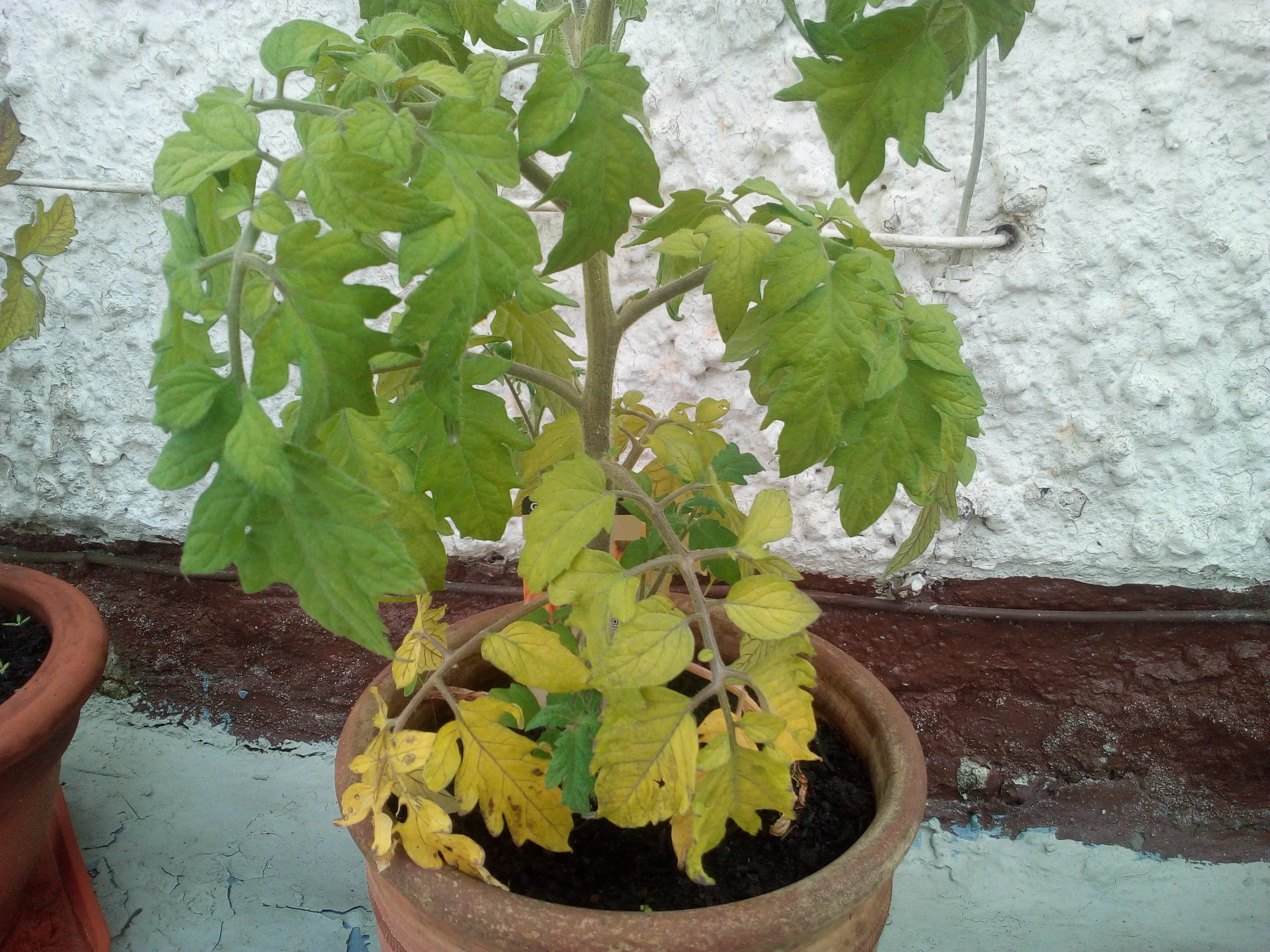 Tomaten Pflanze hat gelbe Blätter