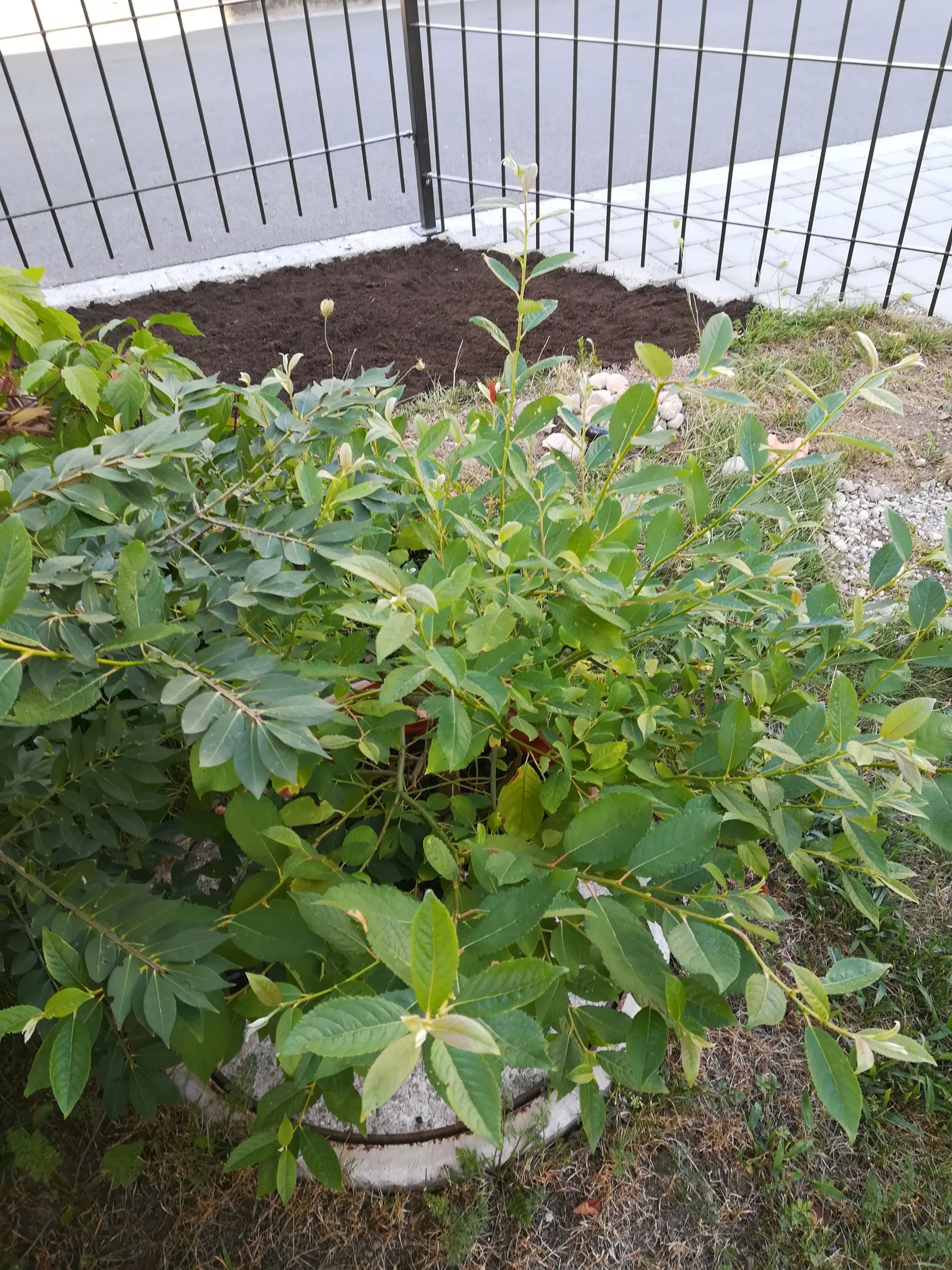 welche pflanze ist das?