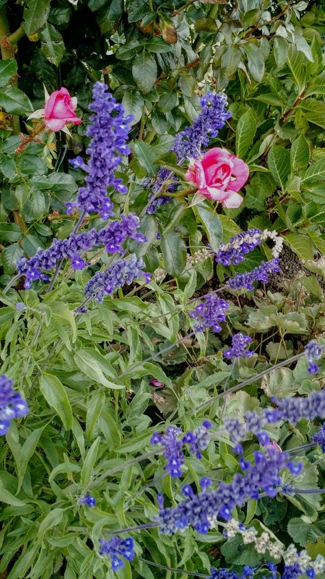 IMG_20181013_173743025.webp