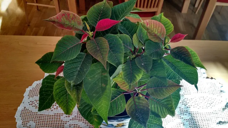 IMG_20181030_142740878_HDR.webp