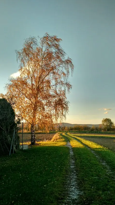 IMG_20181031_160745958_HDR.webp