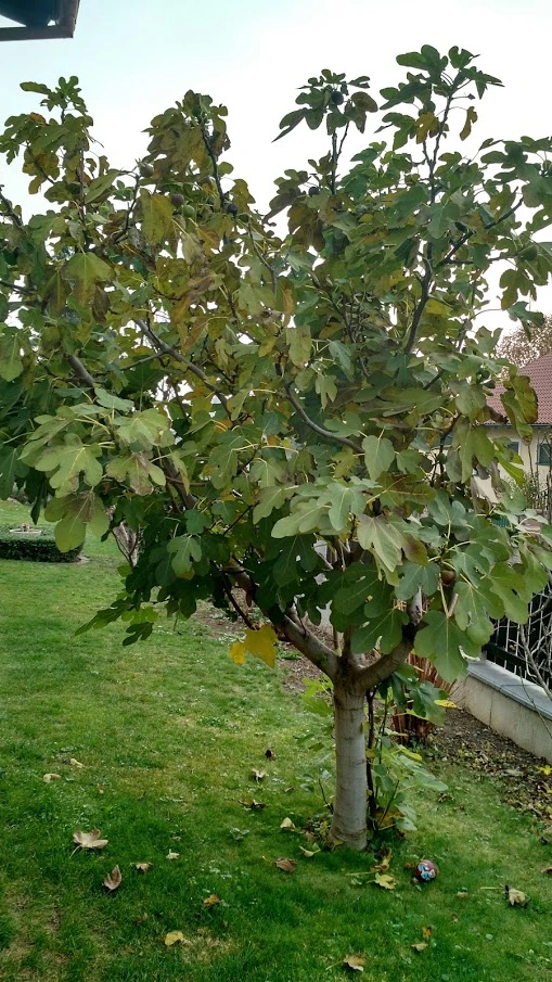 IMG_20181104_074127763_HDR.webp