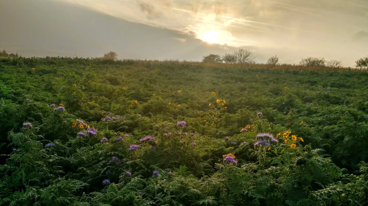 IMG_20181105_154229118_HDR (1).webp