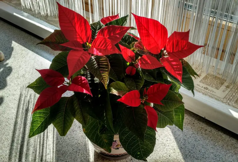 IMG_20181116_120429918_HDR.webp