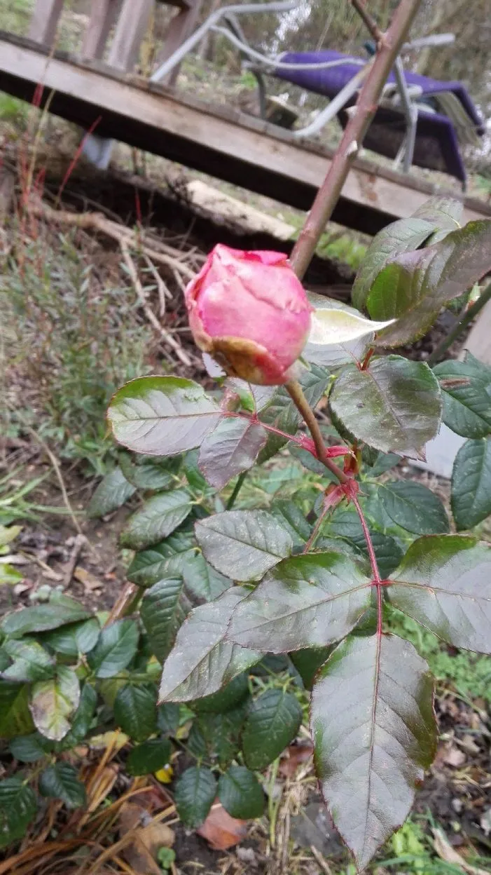 IMG_20181228_140228.webp
