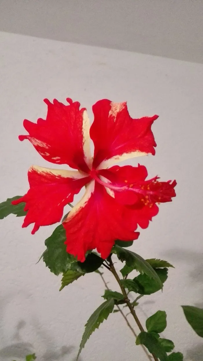 IMG_20190125_191812.webp