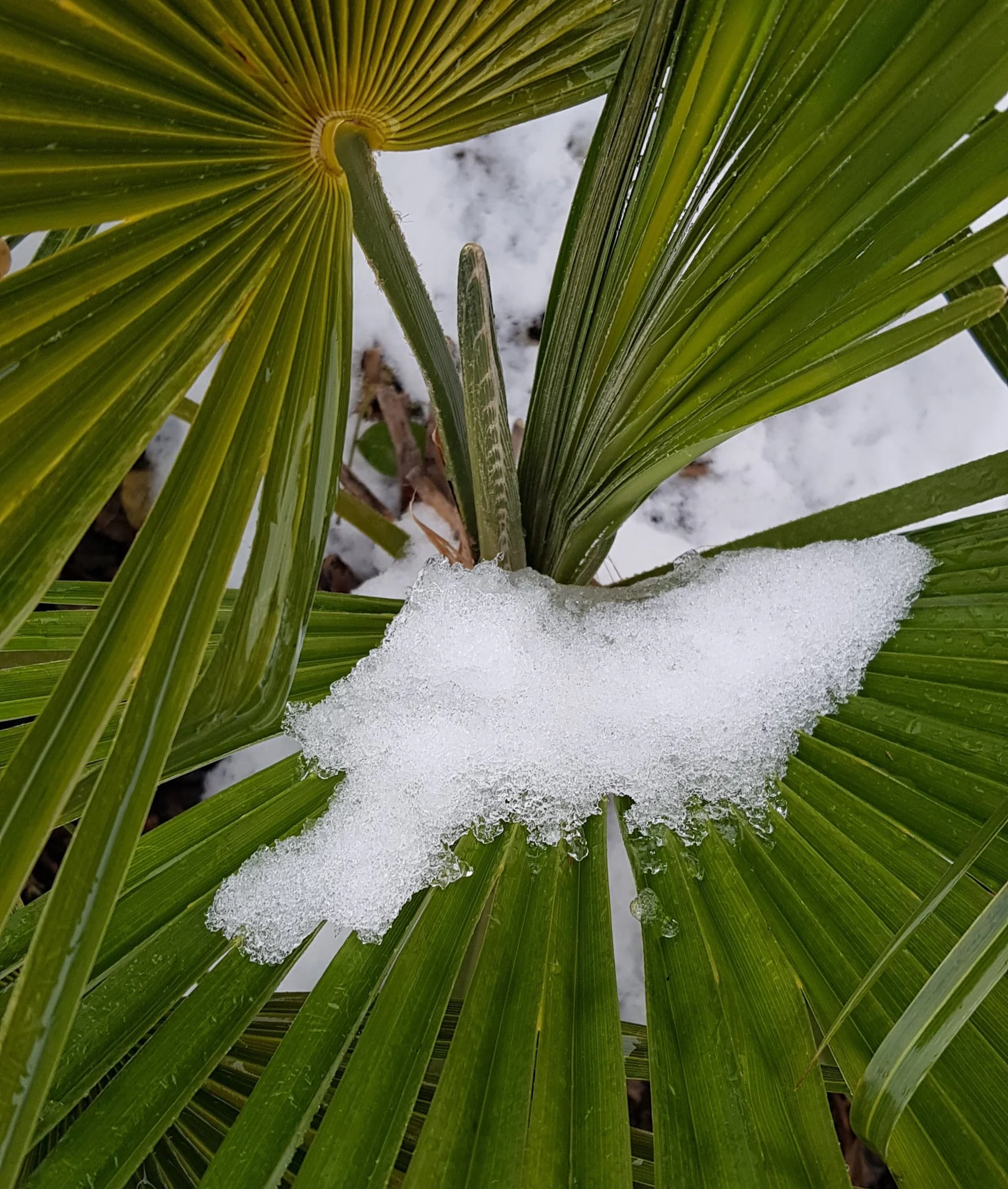IMG_20190208_220034_285.webp