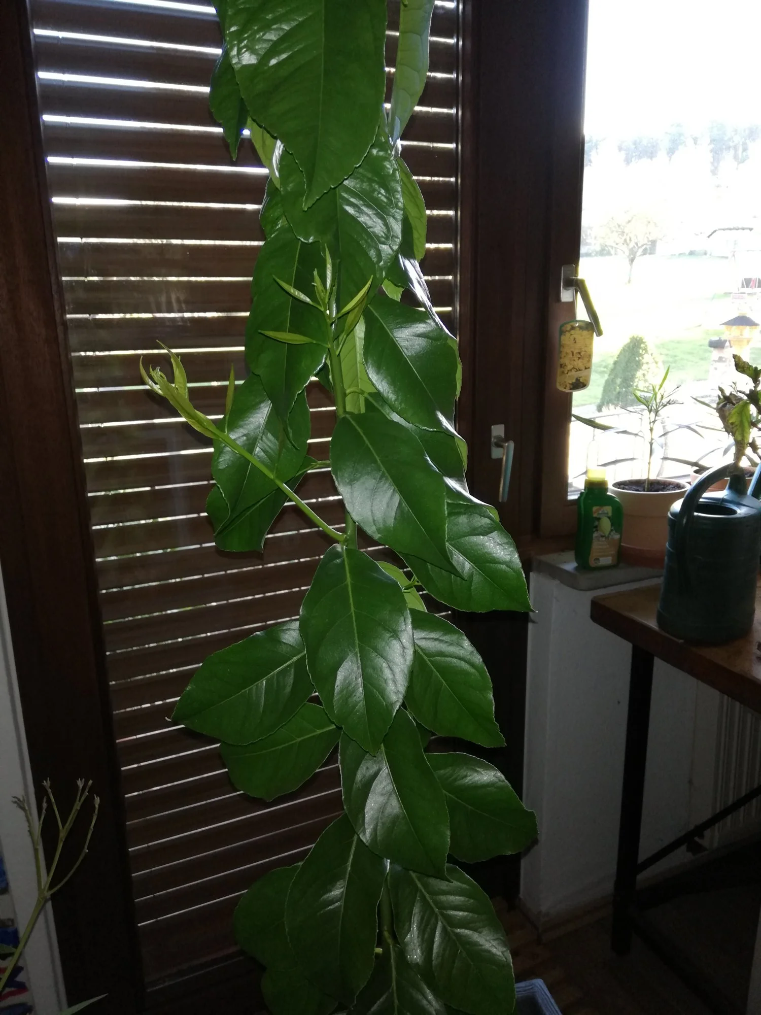 IMG_20190318_170818.webp