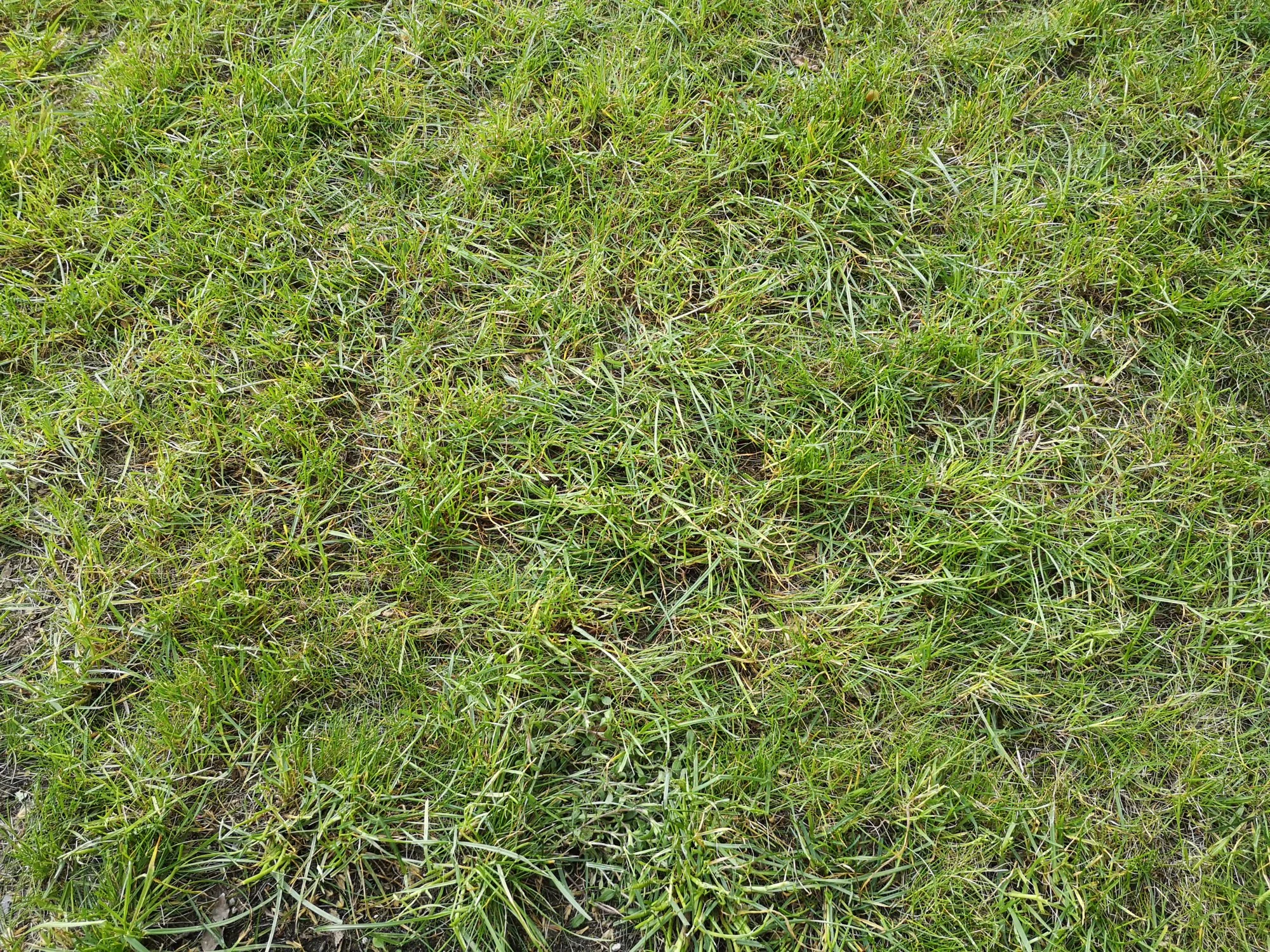 Neuer Rasen von 2018 endlich schön?