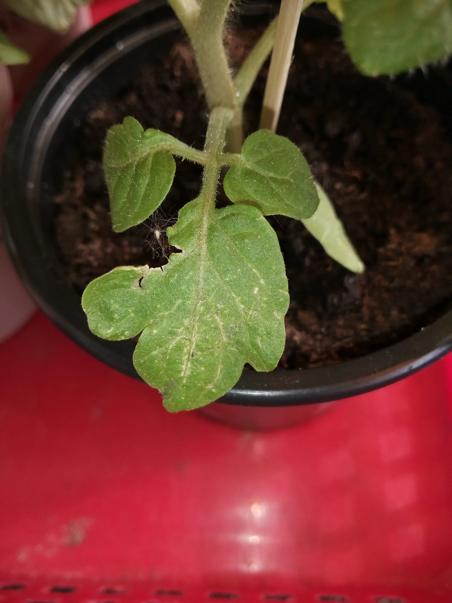 IMG_20190423_164353.webp