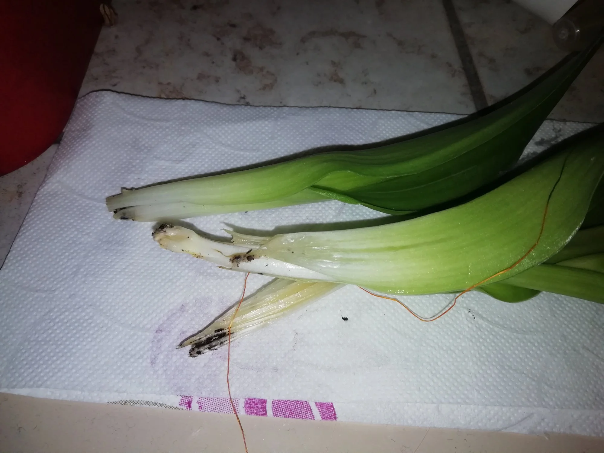 IMG_20190429_223720.webp