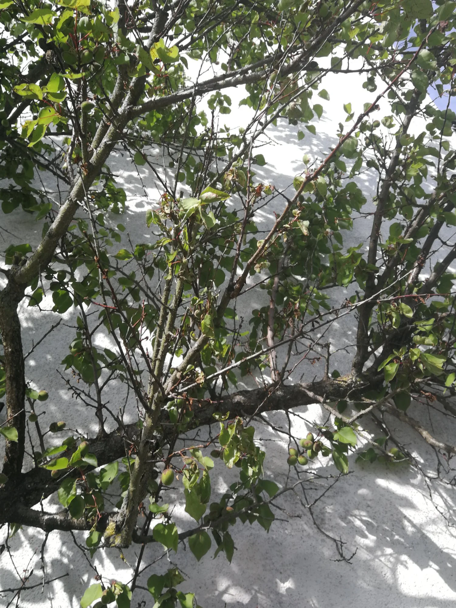 Marillenbaum Probleme - Hausgarten.net