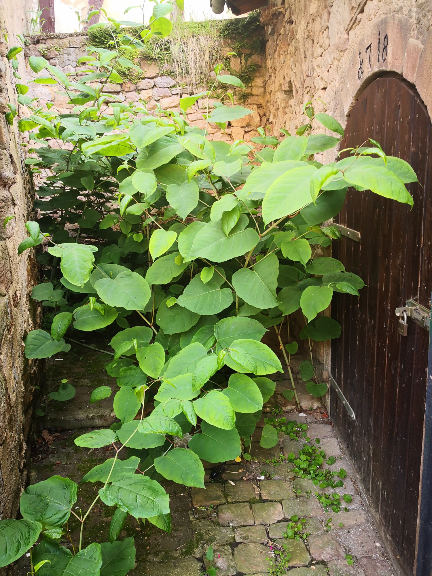 IMG_20190601_191450.jpg