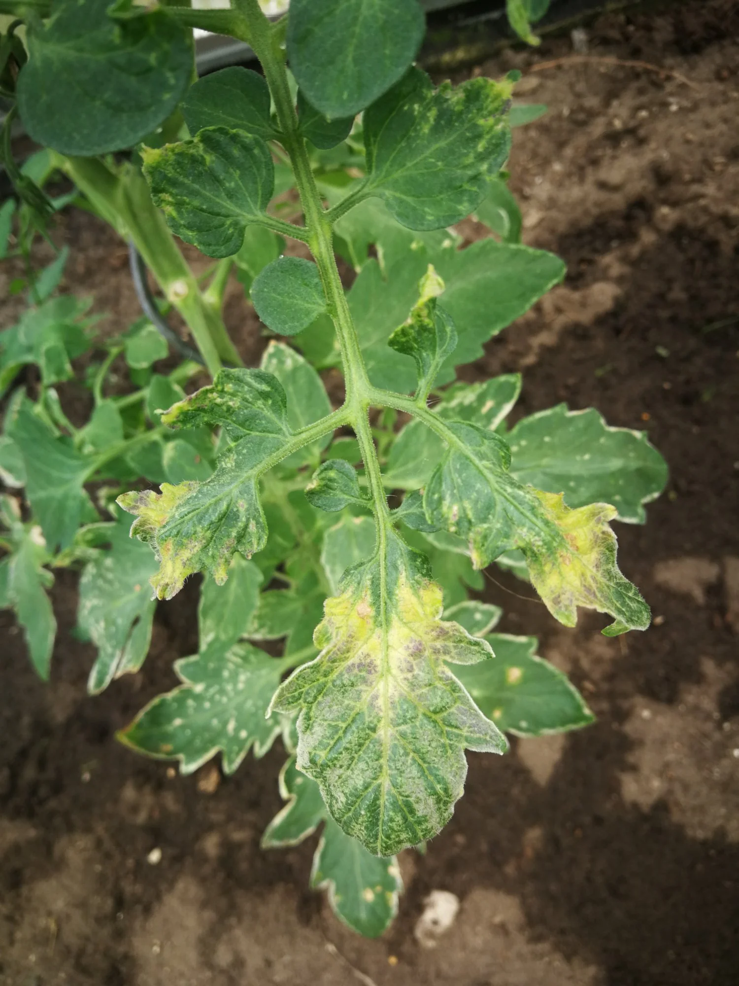 Tomate weiße Flecken, Blattadern zu sehen was ist das?