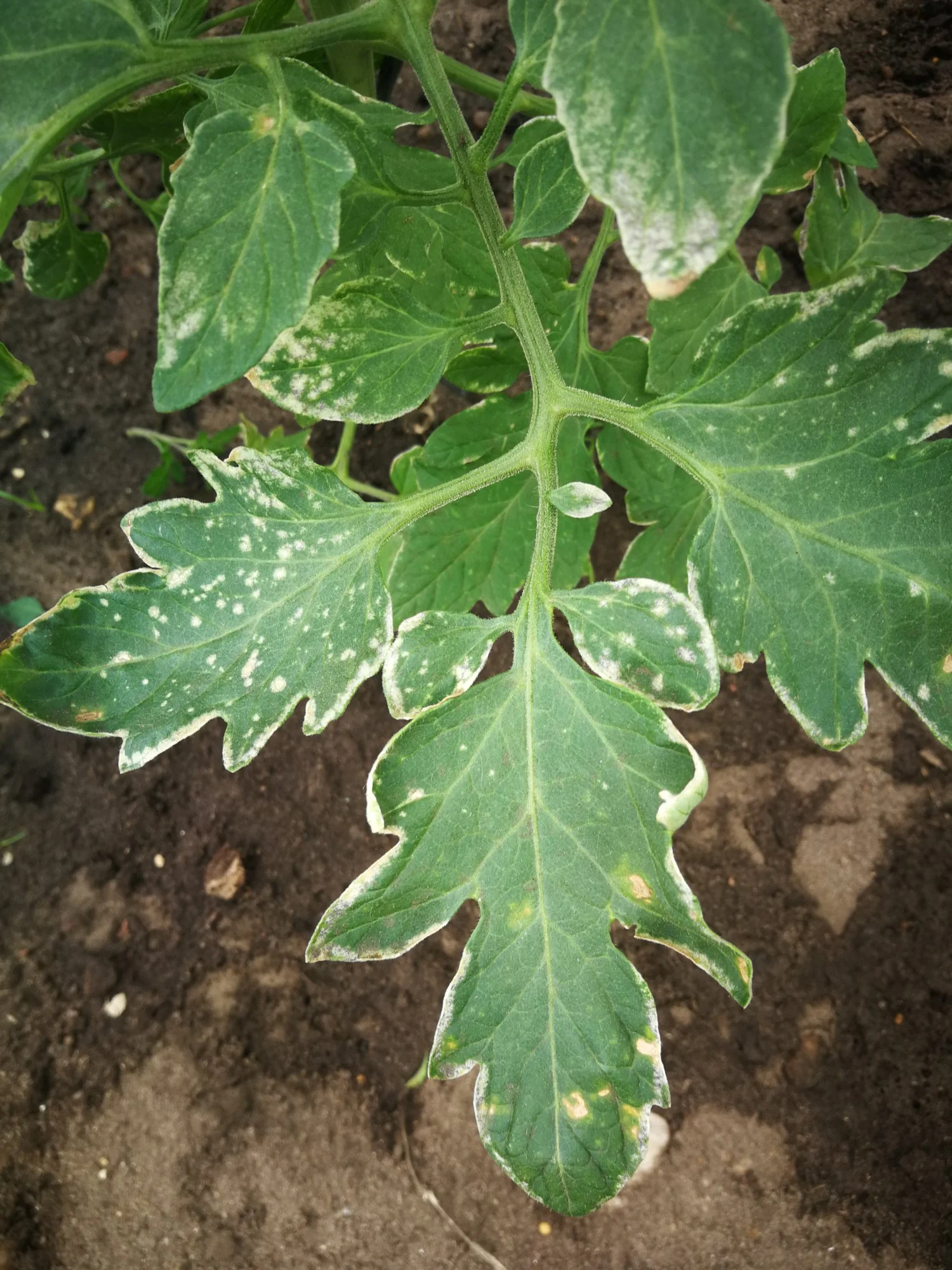 IMG_20190611_122023.webp