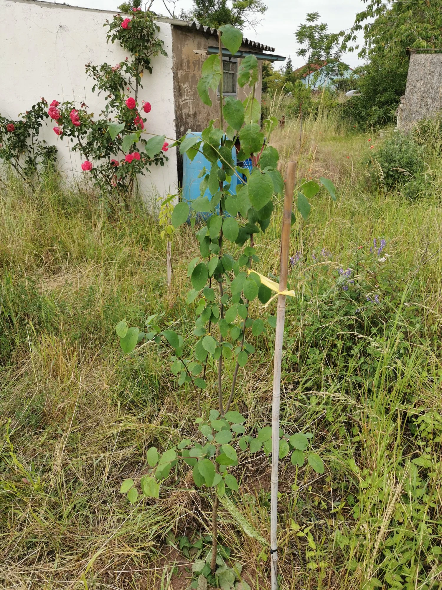 IMG_20190611_201202.webp