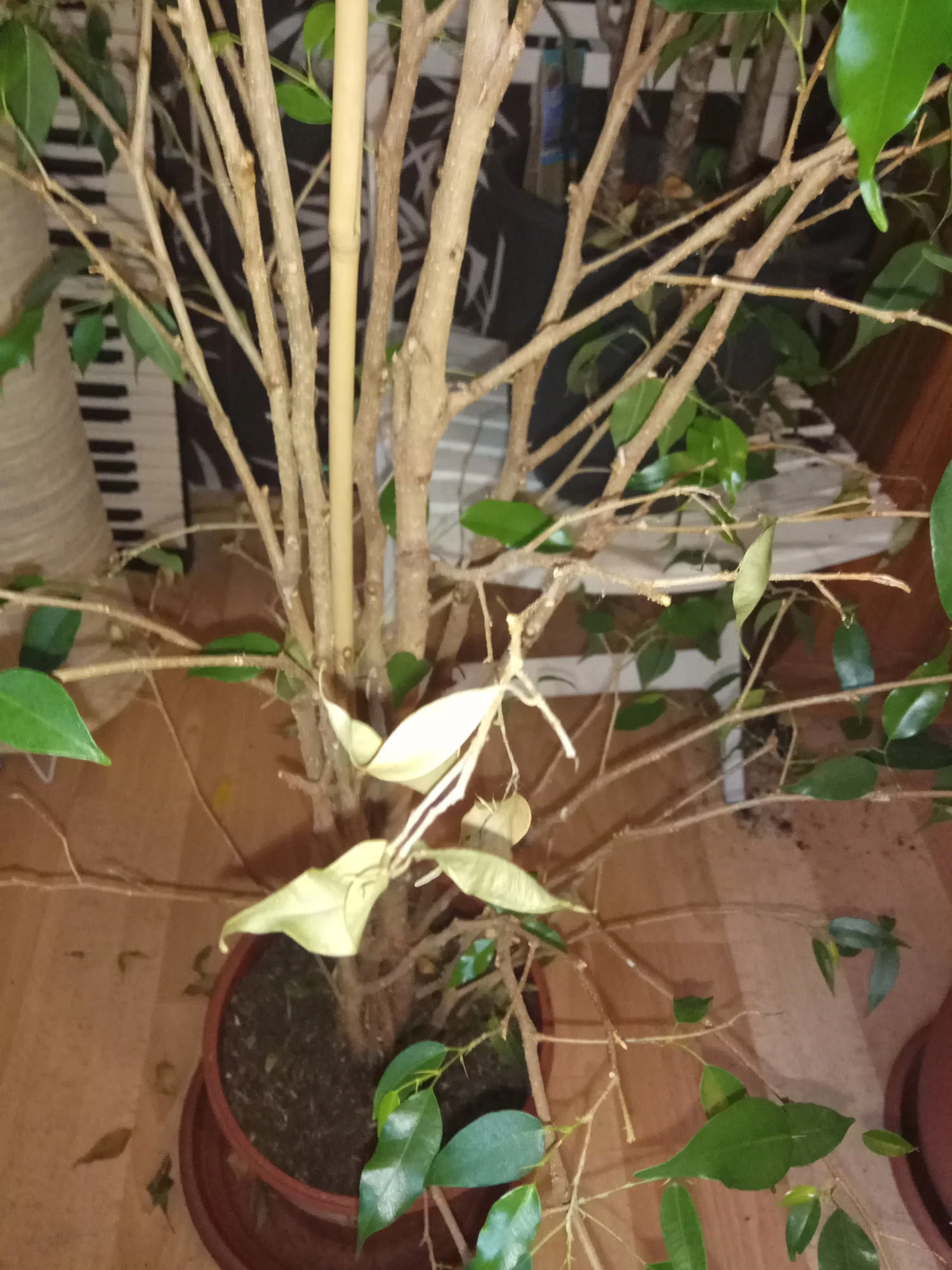 IMG_20190612_115154.webp