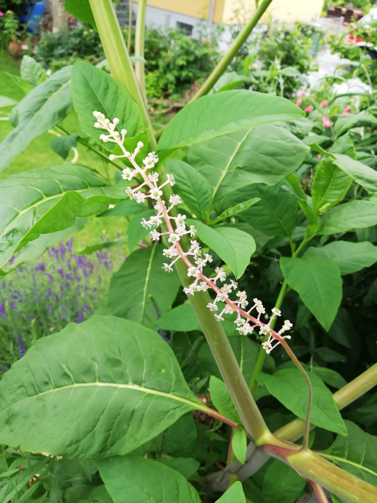 IMG_20190614_150948.webp