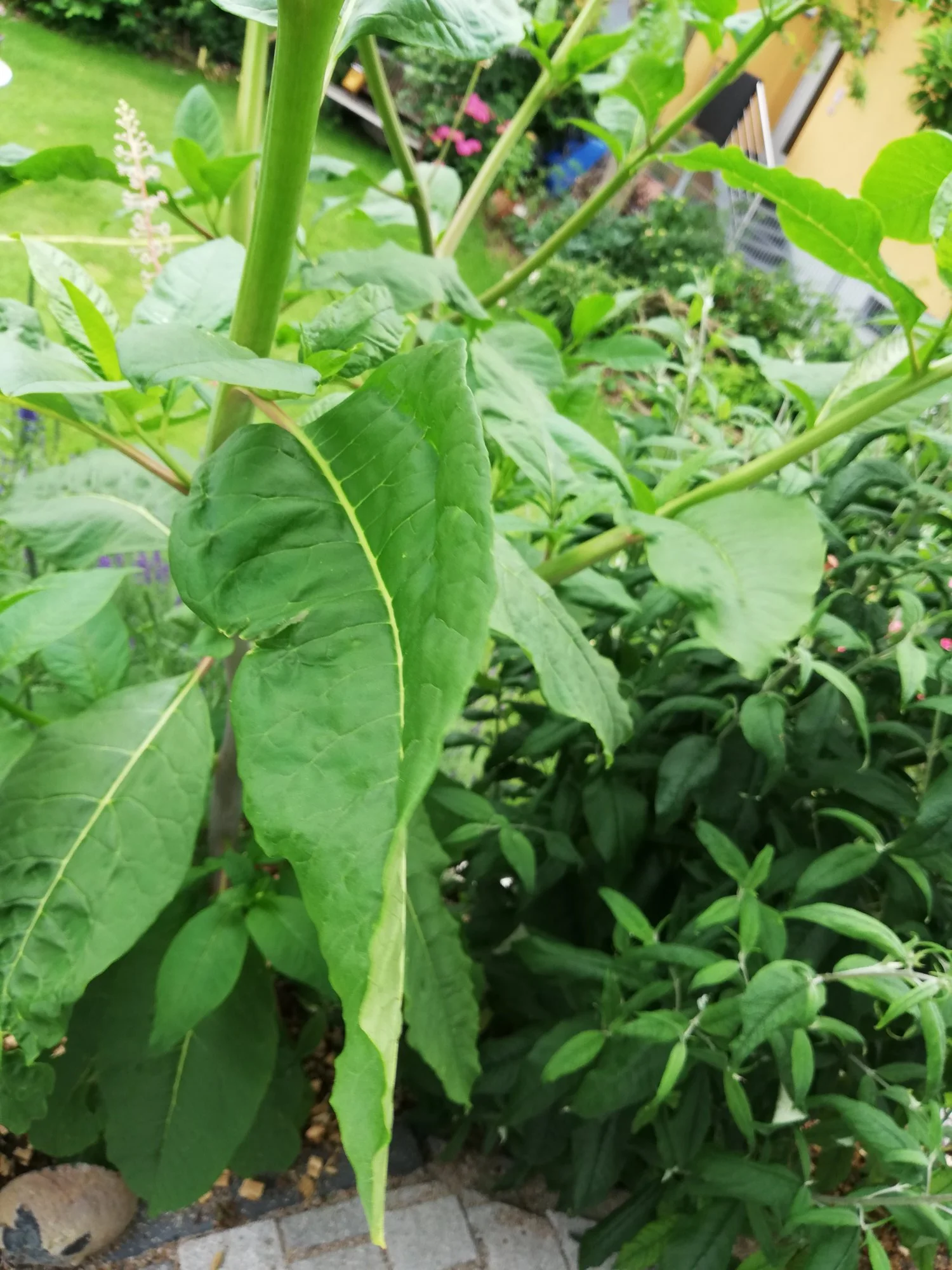 IMG_20190614_151012.webp