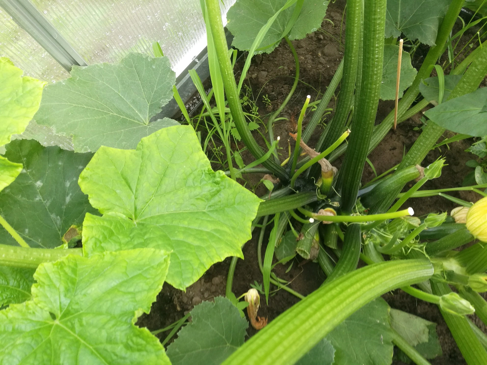 schimmel-weiche-fr-chte-an-gurke-zucchini-woran-liegt-s