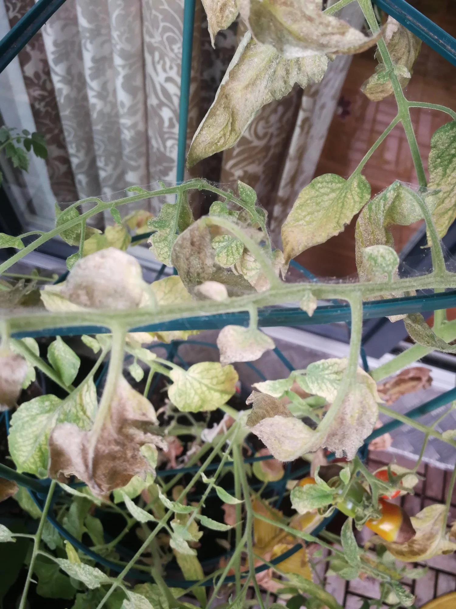 IMG_20190702_191550.webp