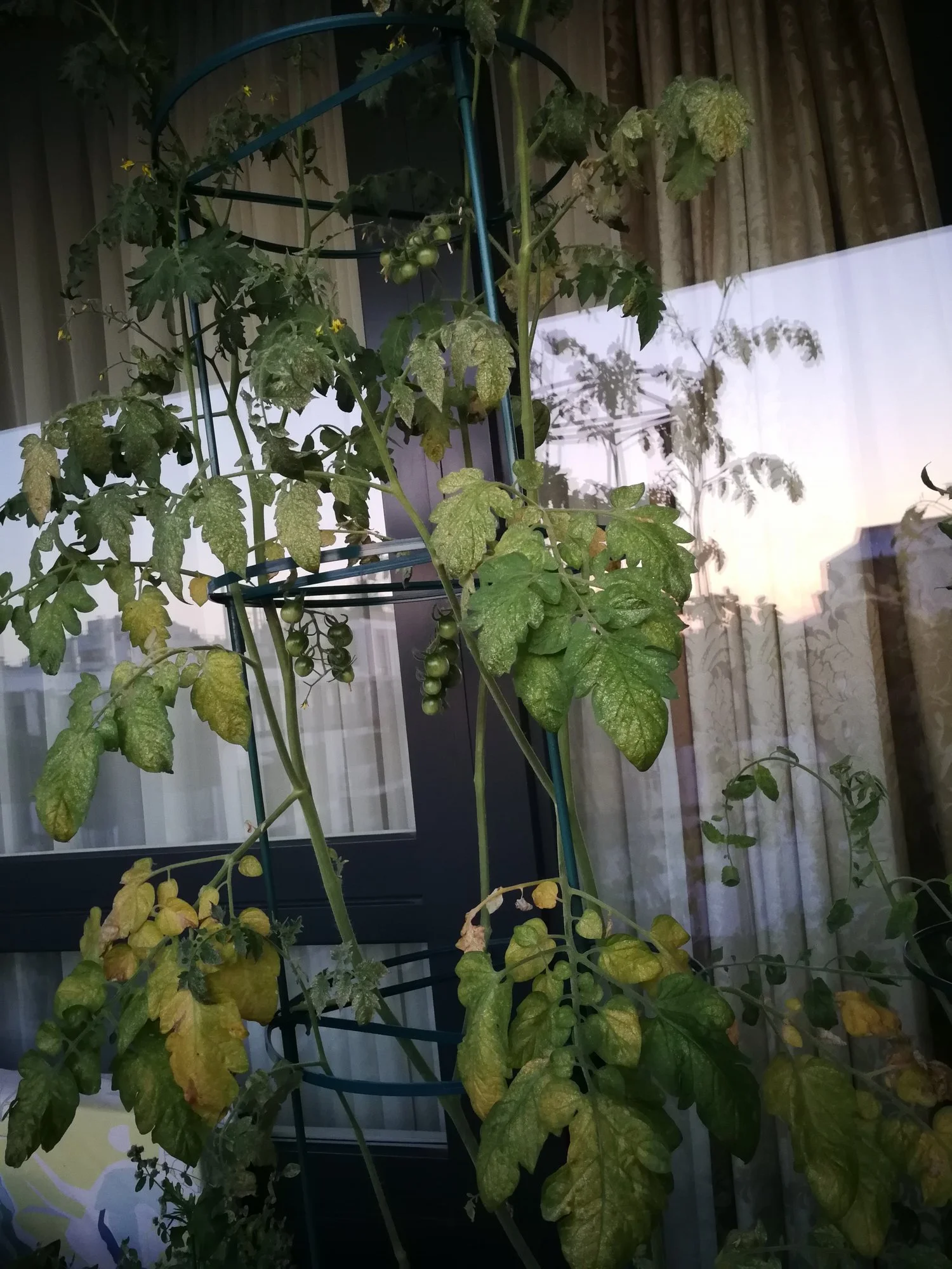 IMG_20190704_210210.webp