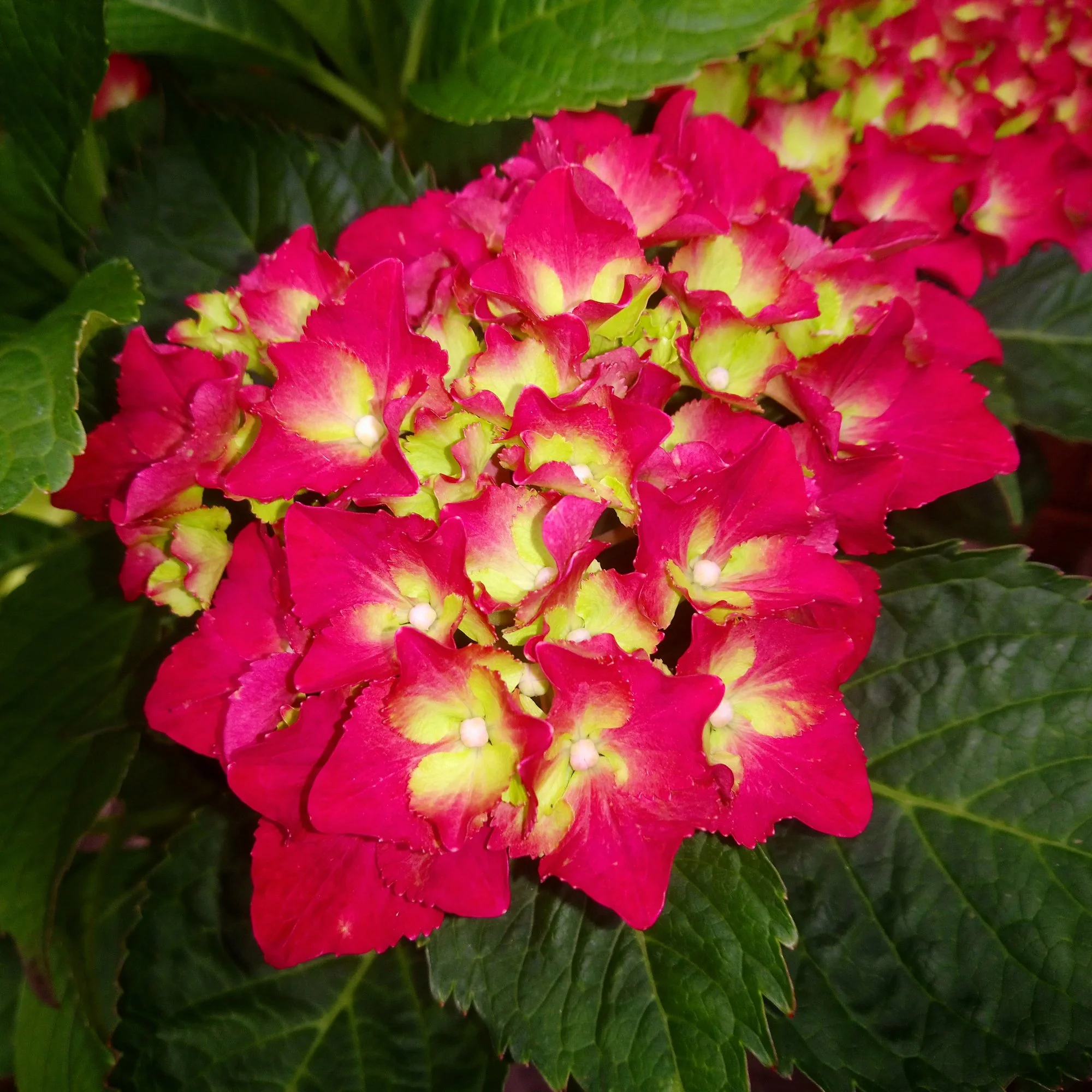 IMG_20190717_163941_074.webp
