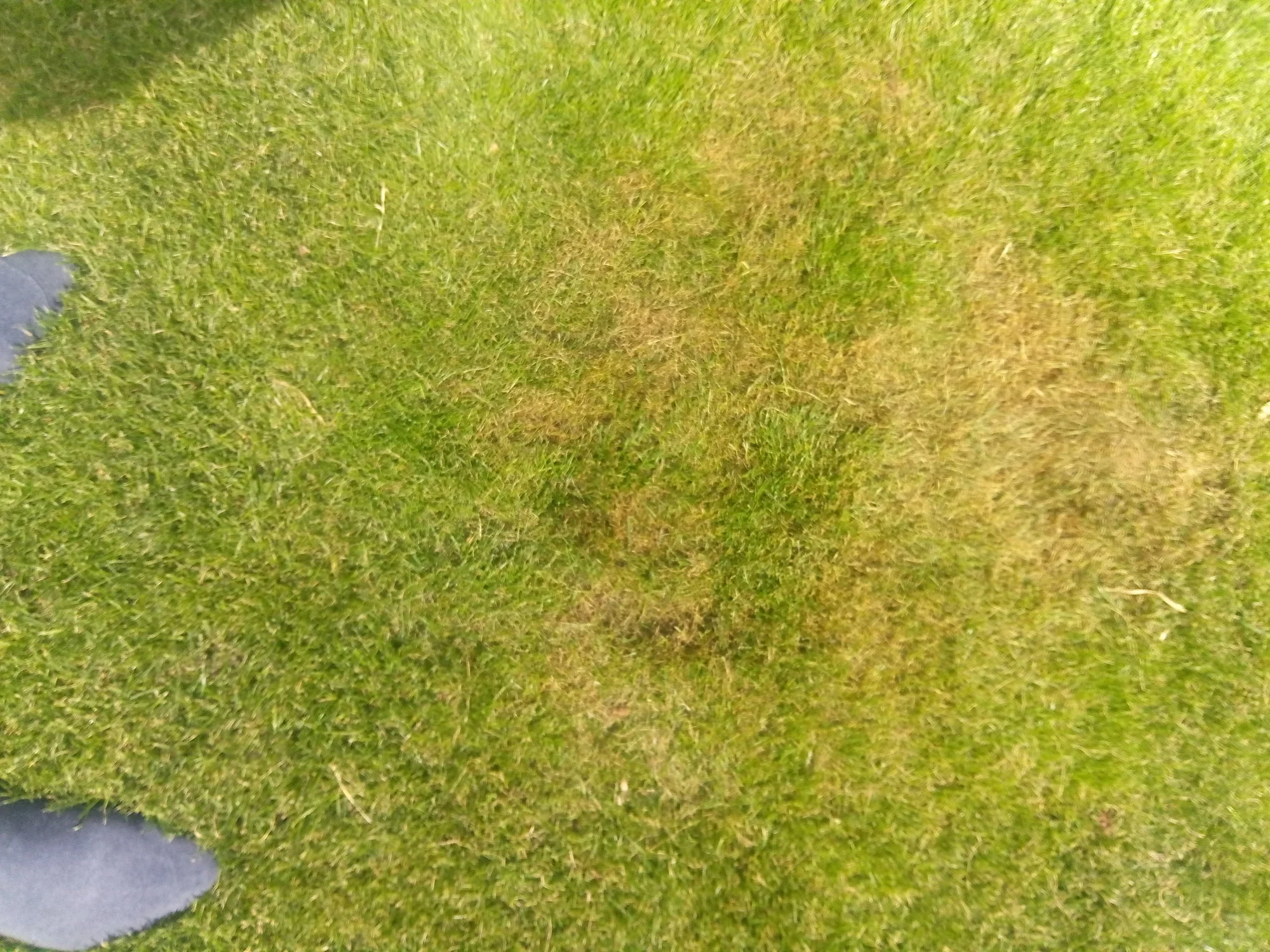 Braune Flecken im Rasen