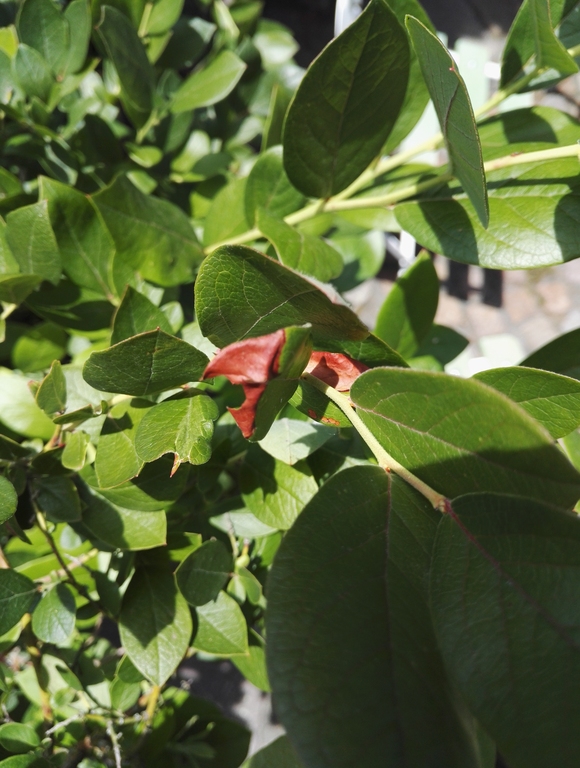 Heidelbeeren und braune Flecken im Blatt bzw. braune Blätter