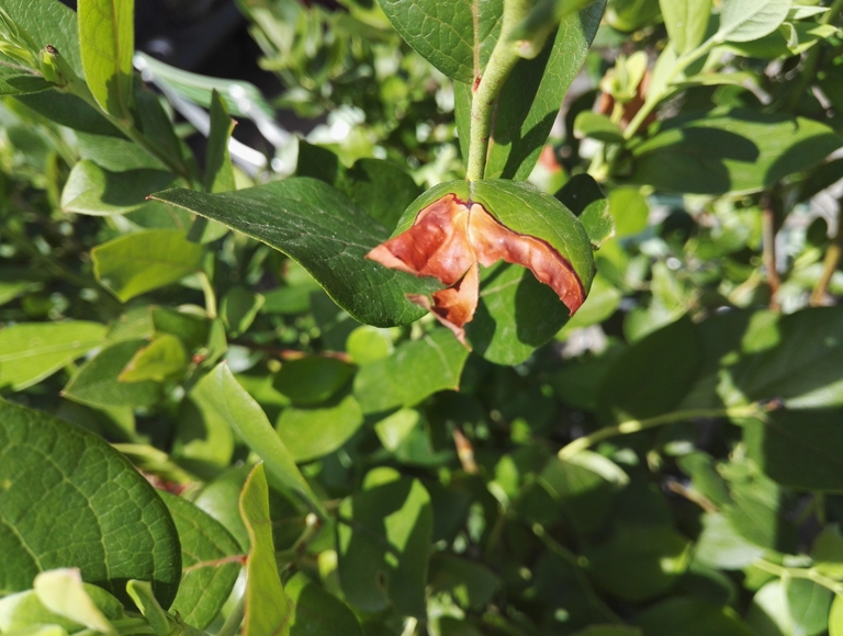 Heidelbeeren und braune Flecken im Blatt bzw. braune Blätter
