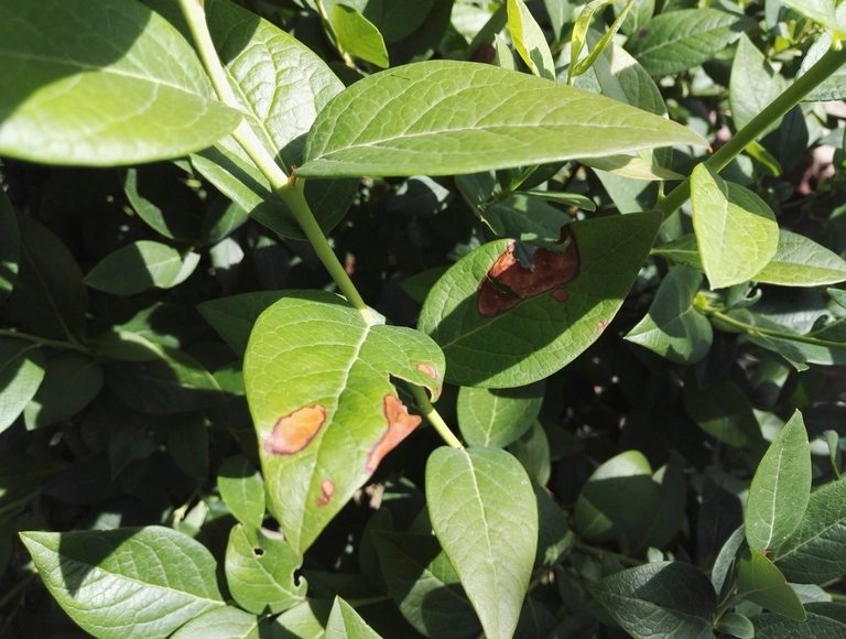 Heidelbeeren und braune Flecken im Blatt bzw. braune Blätter