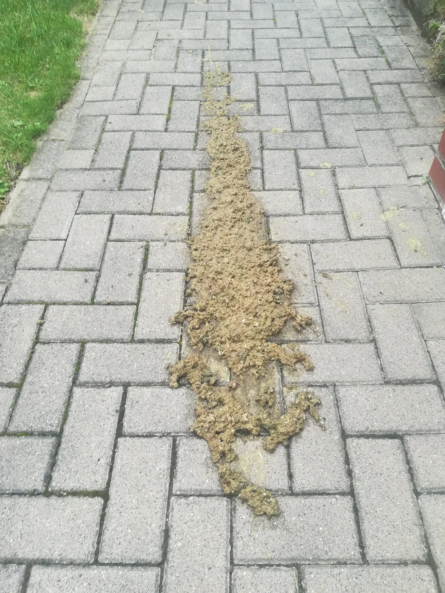 Kot im Garten / welches Tier?