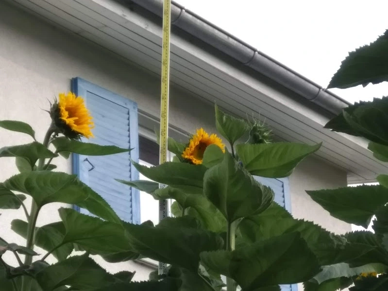 IMG_20190828_085755.webp