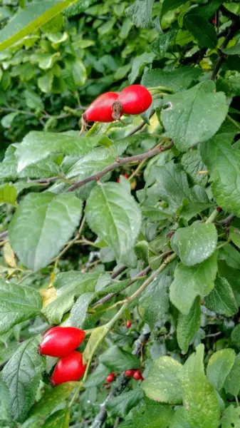 IMG_20190917_155610992.webp
