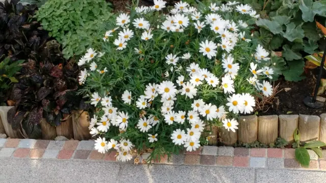 IMG_20191021_085335170.webp