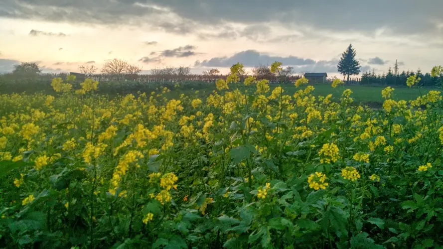 IMG_20191117_161754399_HDR.webp