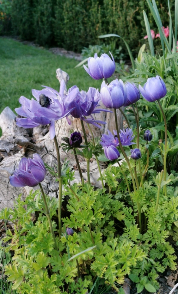 IMG_20200425_154157.webp