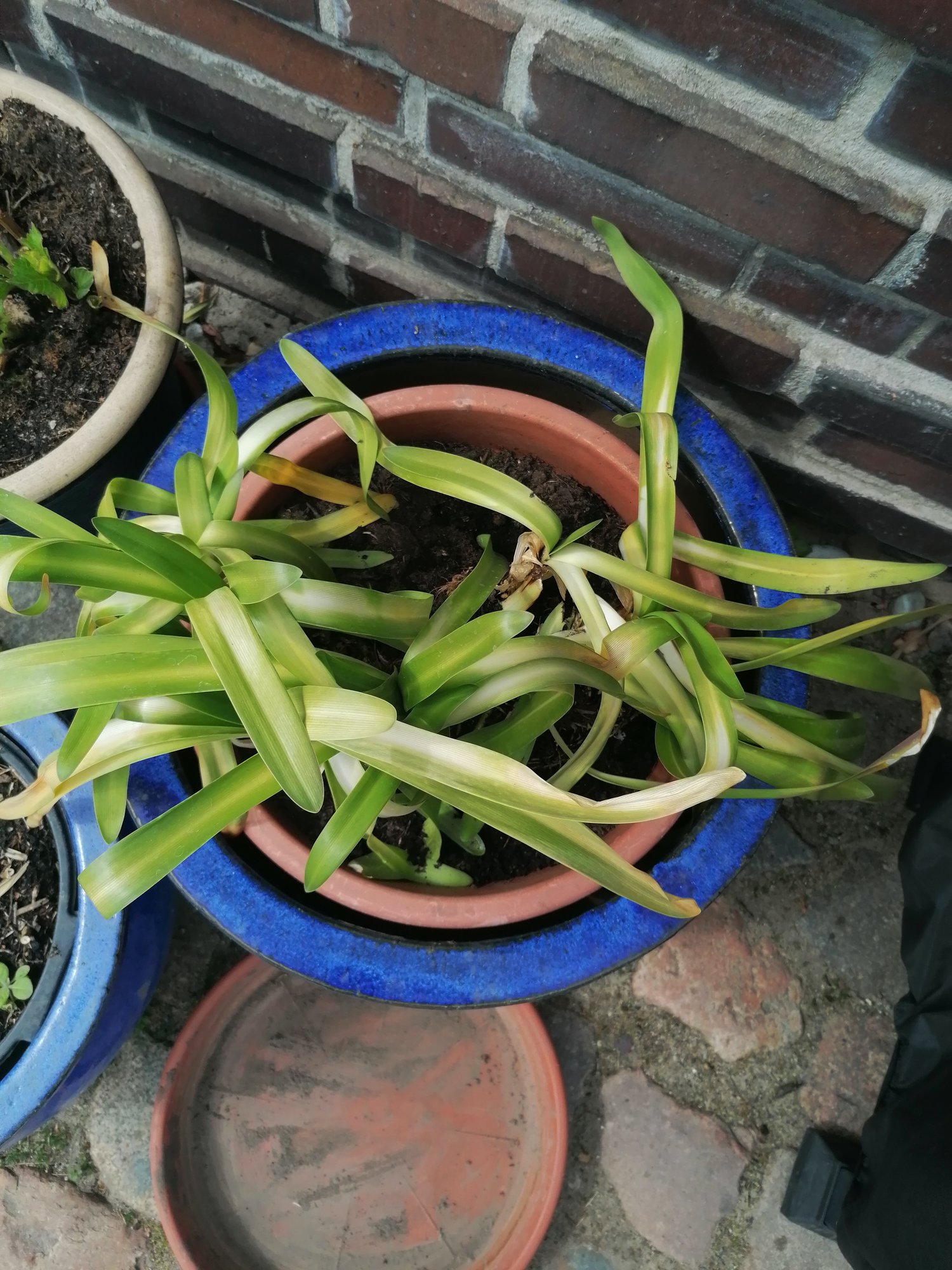 Agapanthus geteilt Gießen?