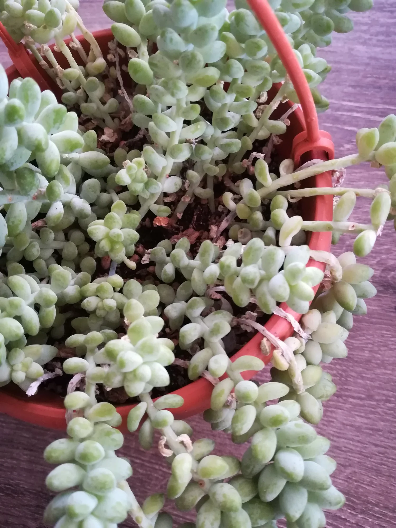 Sedum burrito zu viel oder zu wenig gegossen?