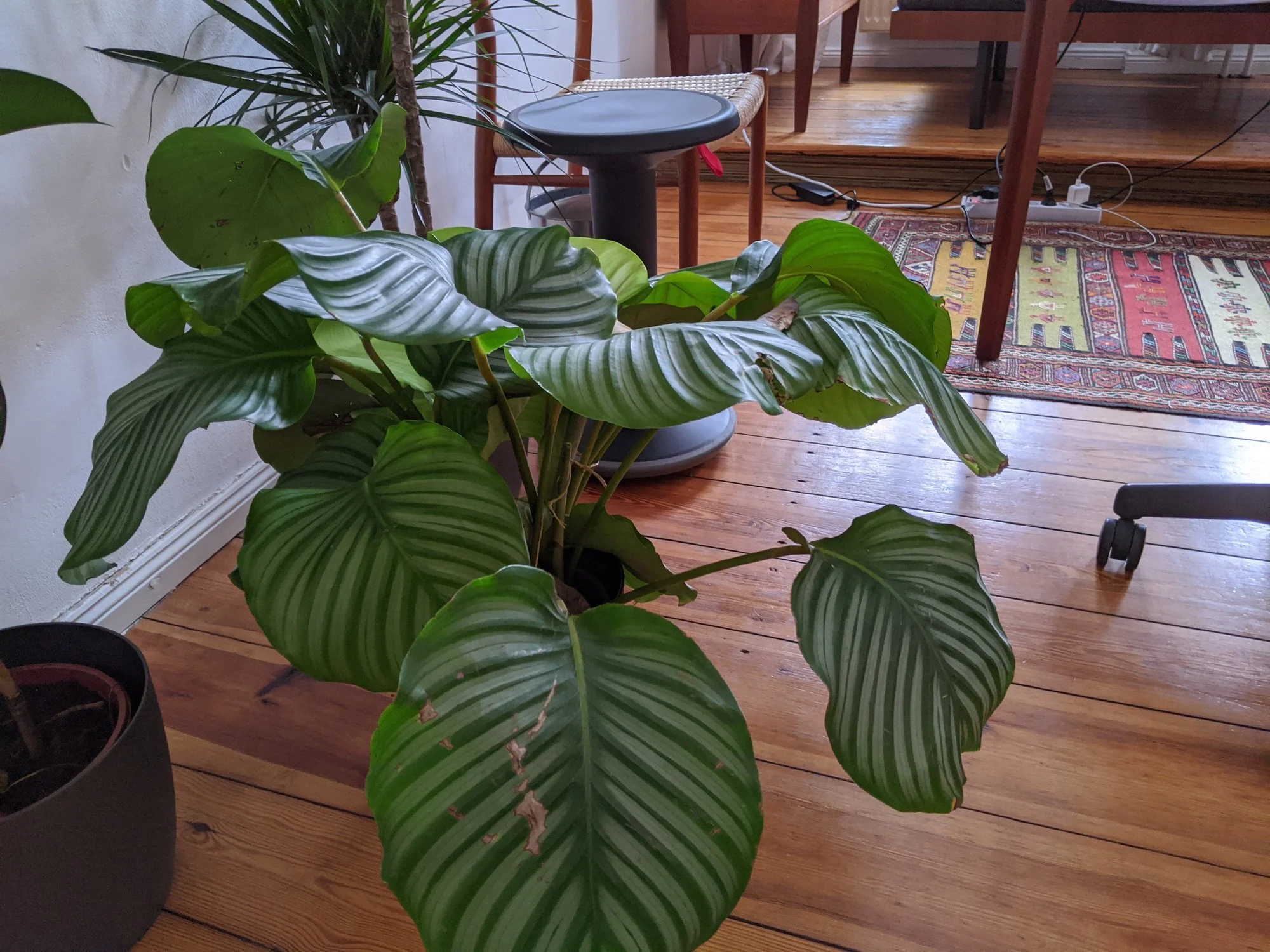 IMG_20200514_090730.webp
