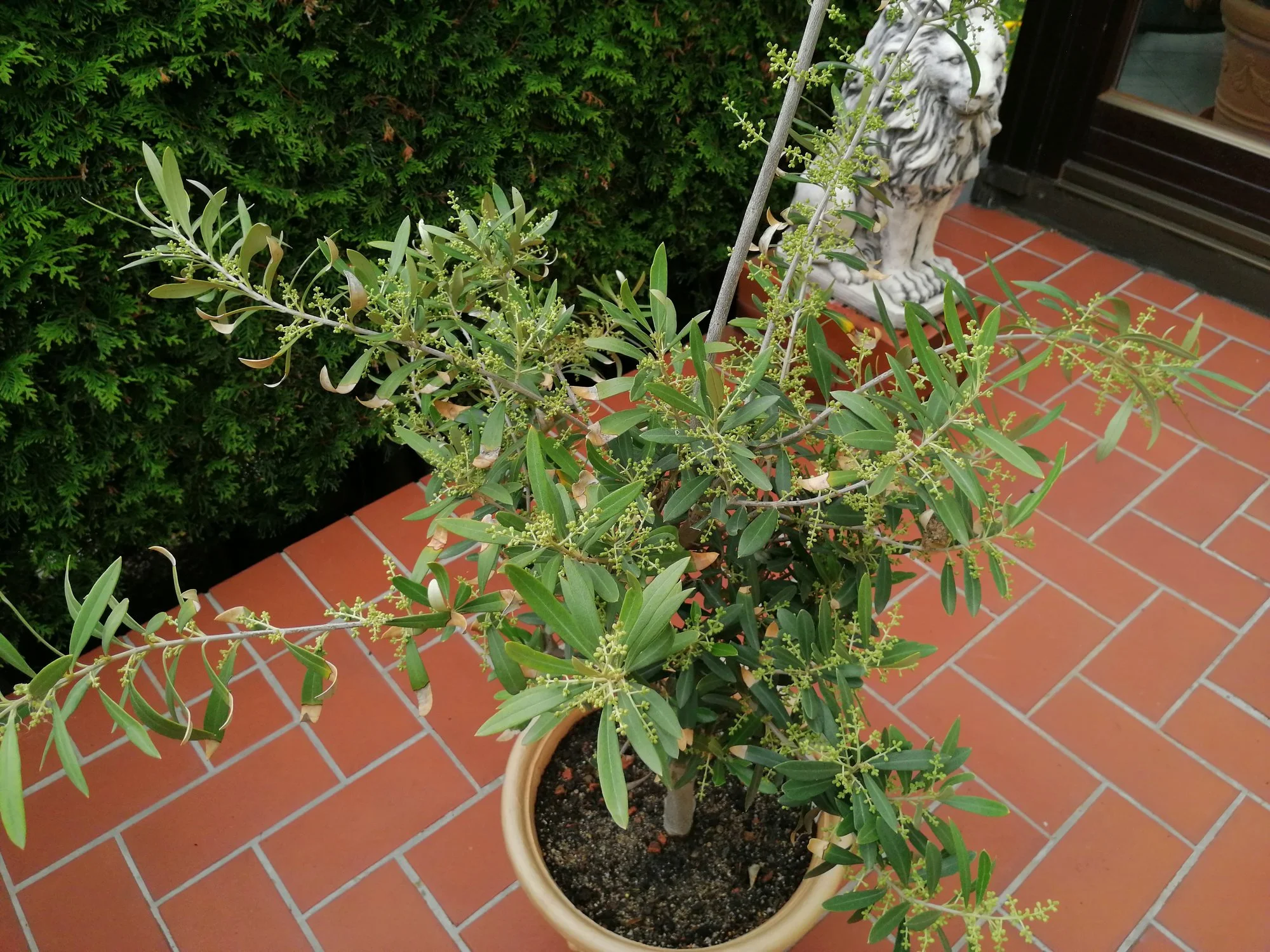 bester dünger für thuja hecke Purgrün Thuja-Dünger 1 kg