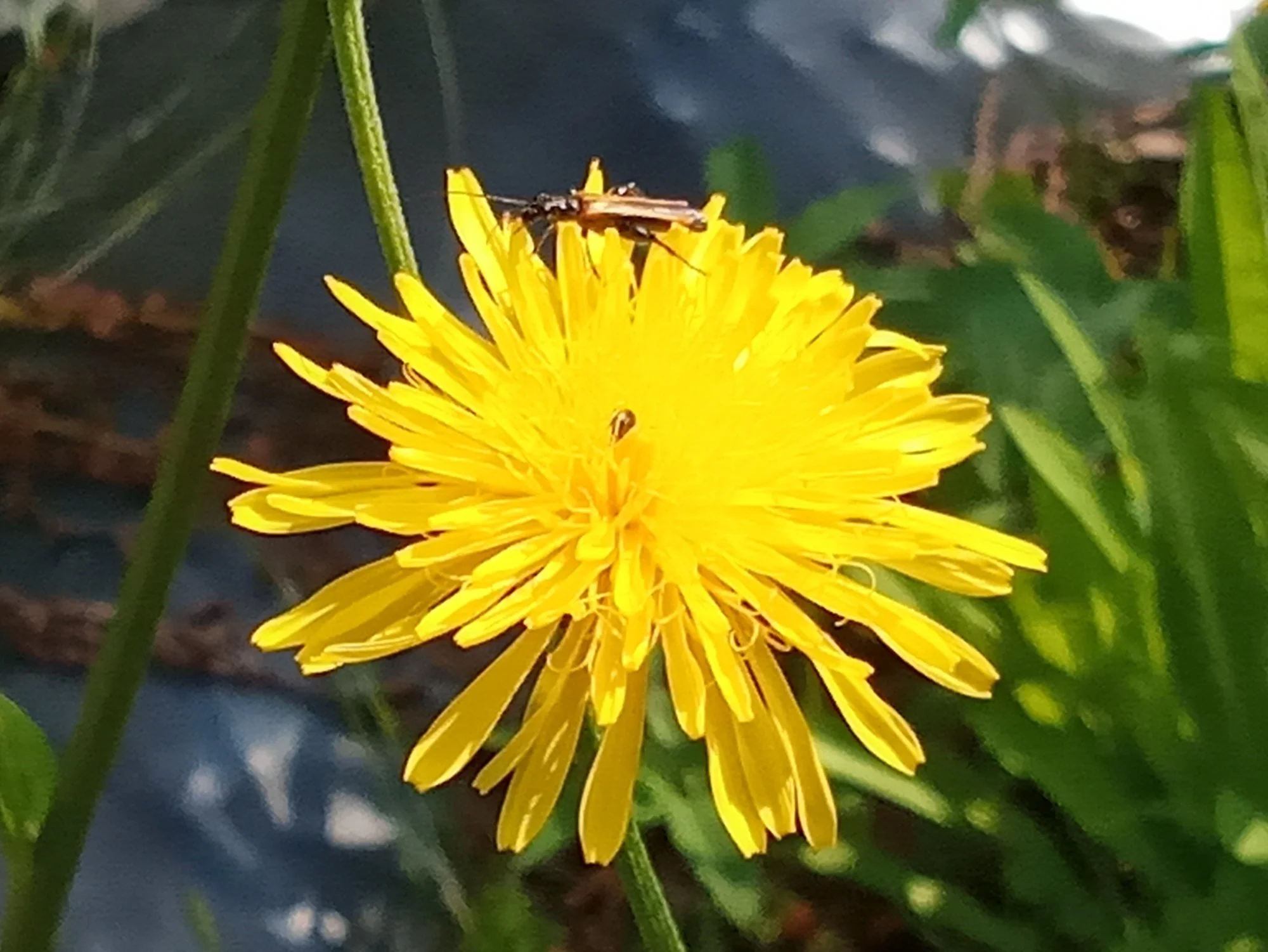 IMG_20200613_092328 (2).webp