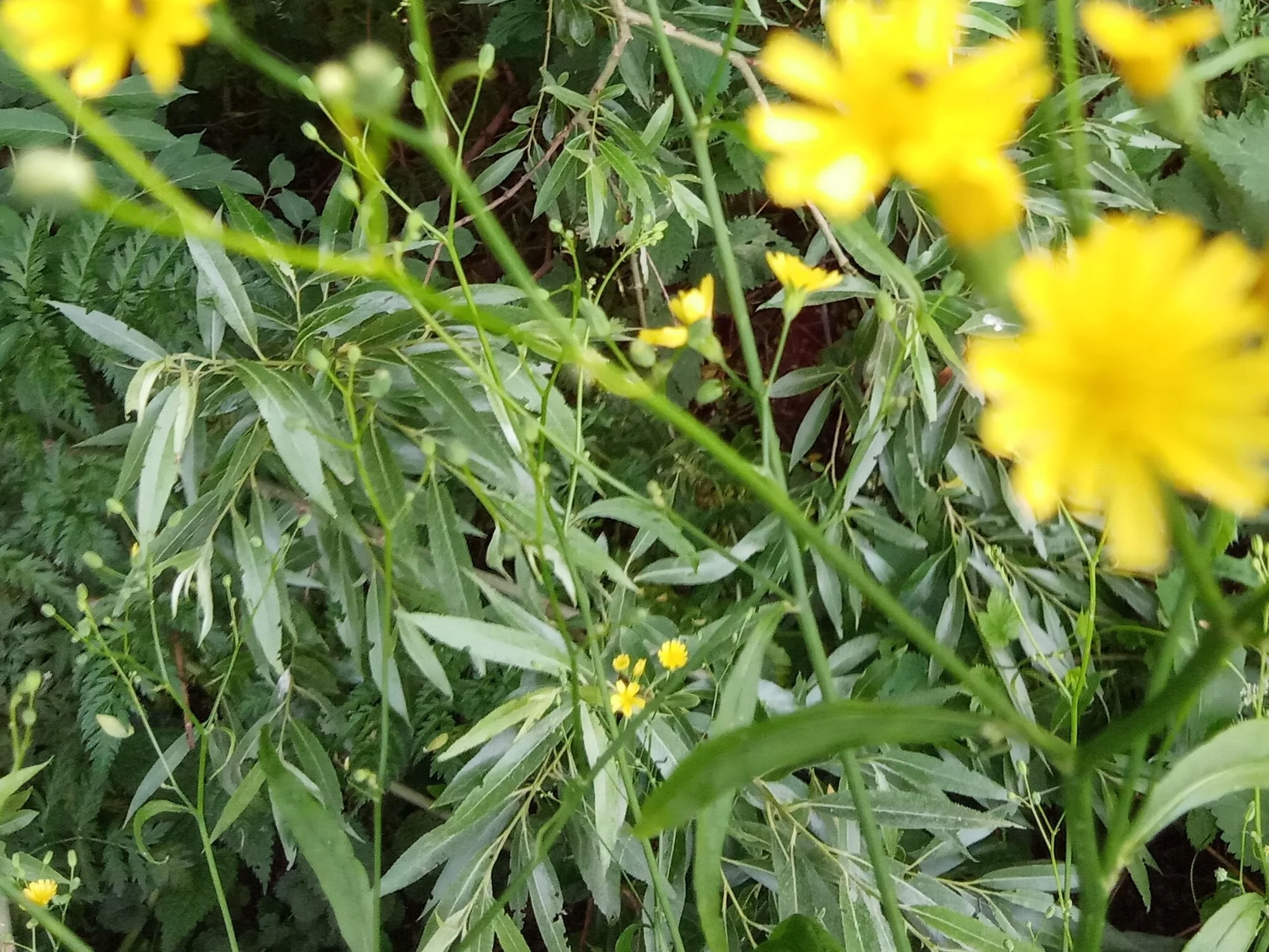 IMG_20200615_102011 (2).webp