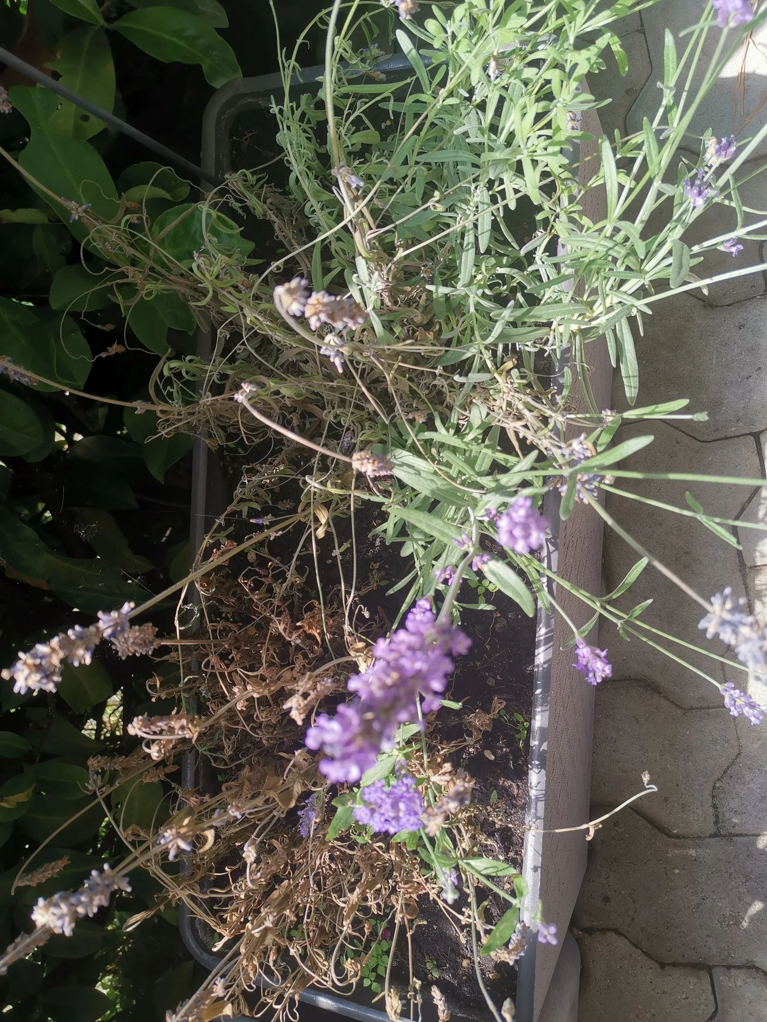 Lavendel wird braun