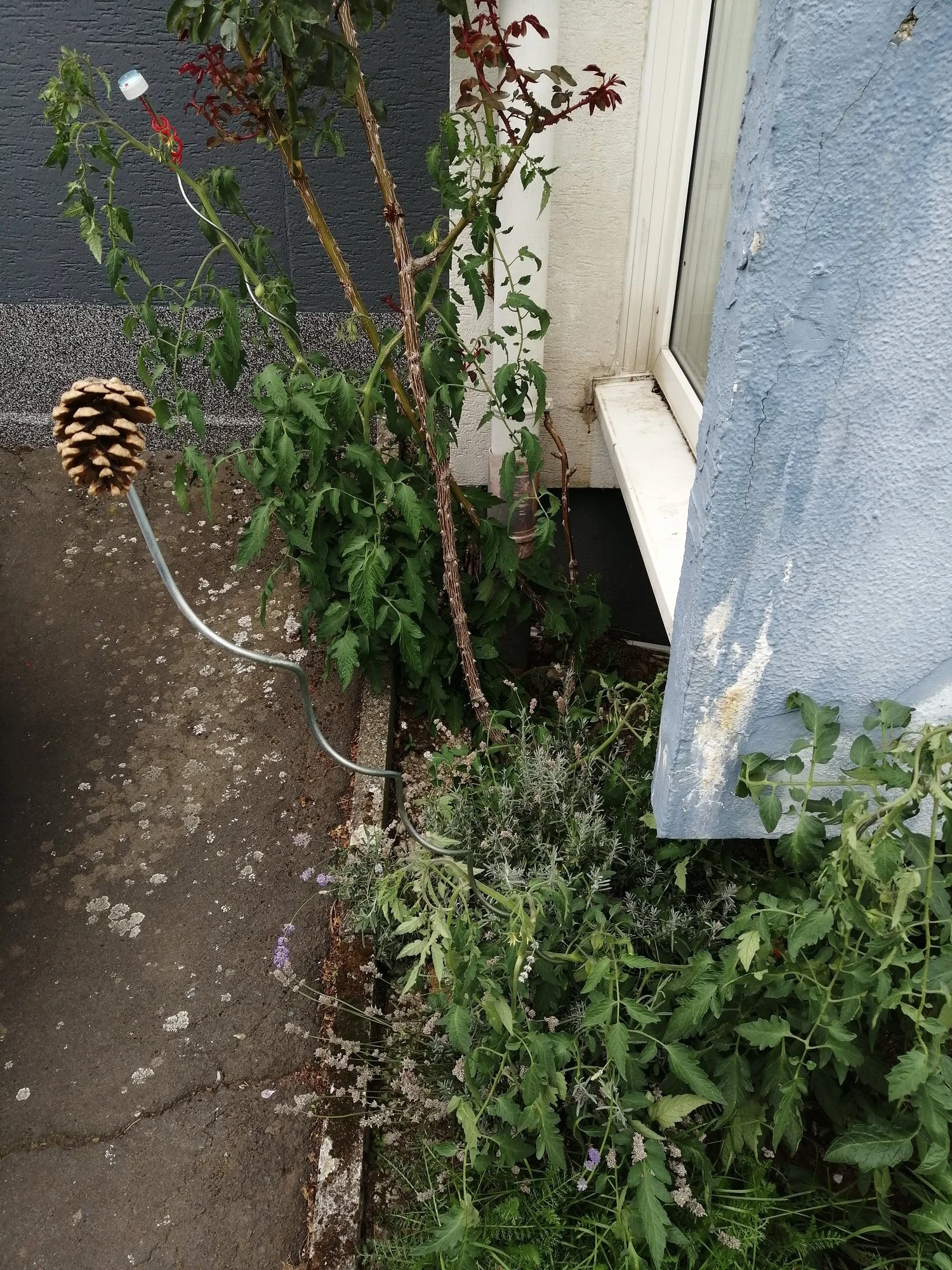 IMG_20200826_081235[1].webp