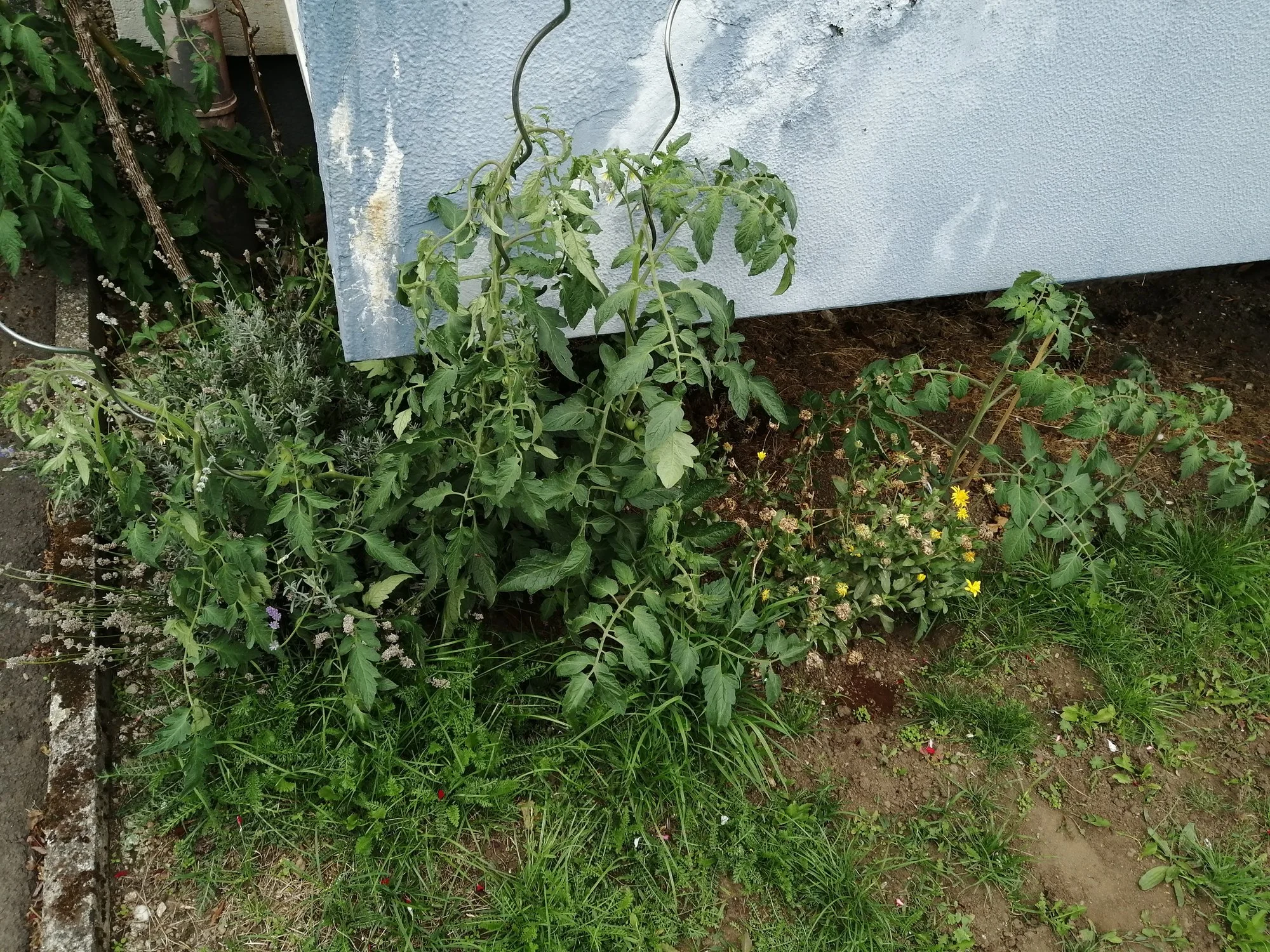 IMG_20200826_081242[1].webp